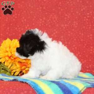 Rodger, Maltipoo Puppy